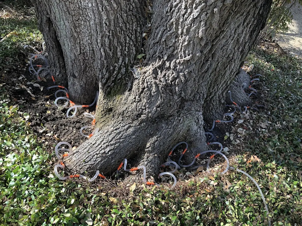 Detailed Tree Cabling and Bracing job site in Center Moriches