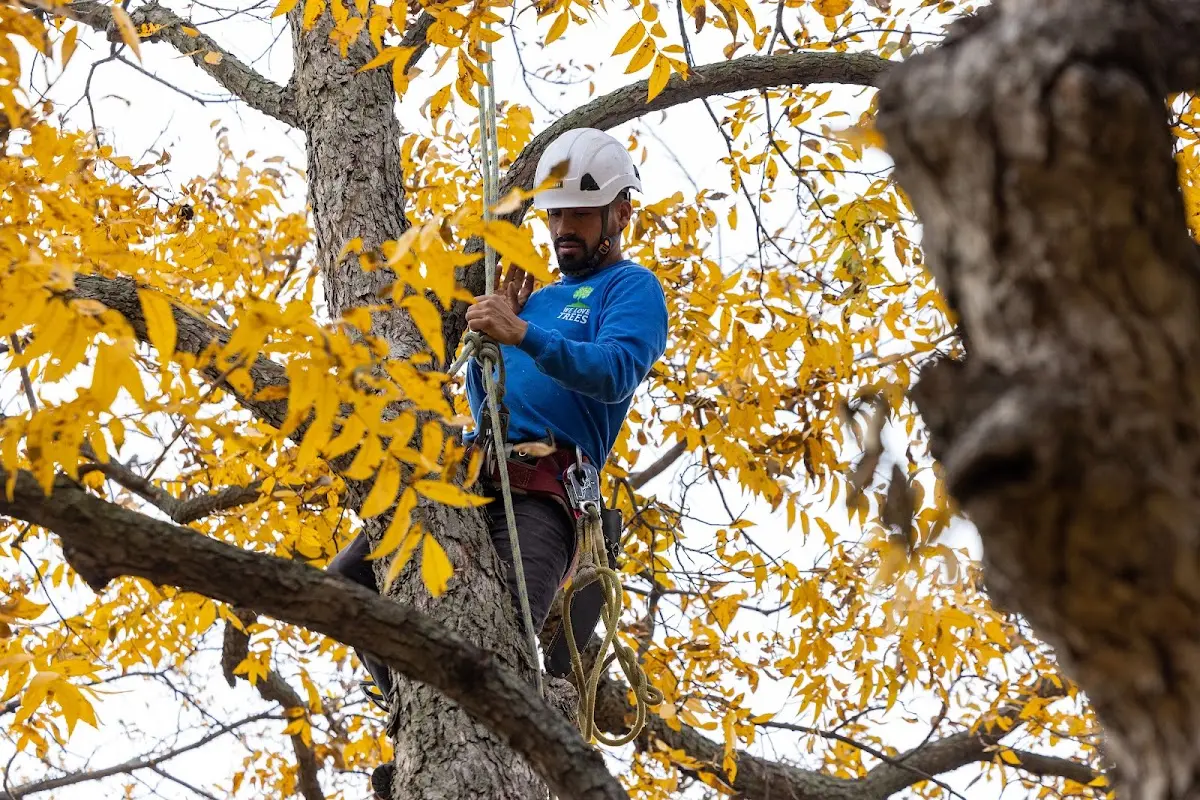 Skilled Tree Pruning crew working in Center Moriches