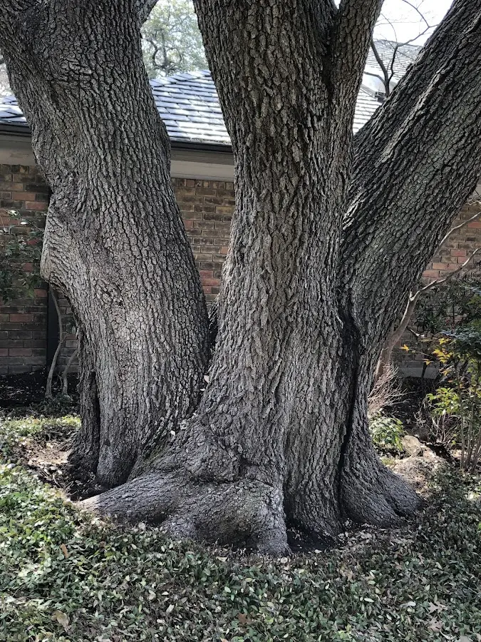 Mature heritage tree close to a Center Moriches property cared for by certified arborists